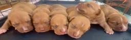 Pitbull cani in vendita: Cuccioli pitbull ukc  - Annuncio 4
