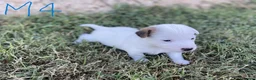 Jack Russell cani in vendita: CUCCIOLI JACK RUSSEL TERRIER a Città metropolitana di Cagliari - Annuncio 7