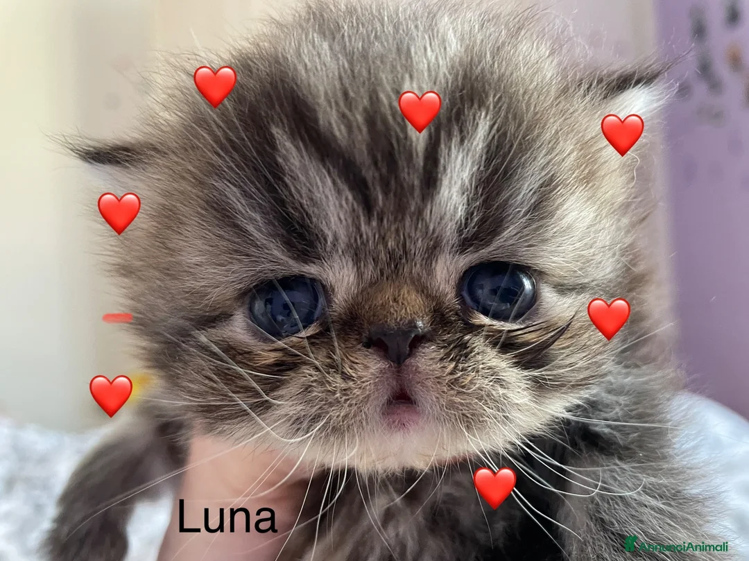 Persiano gatti in vendita: gattini persiani - Annuncio 1