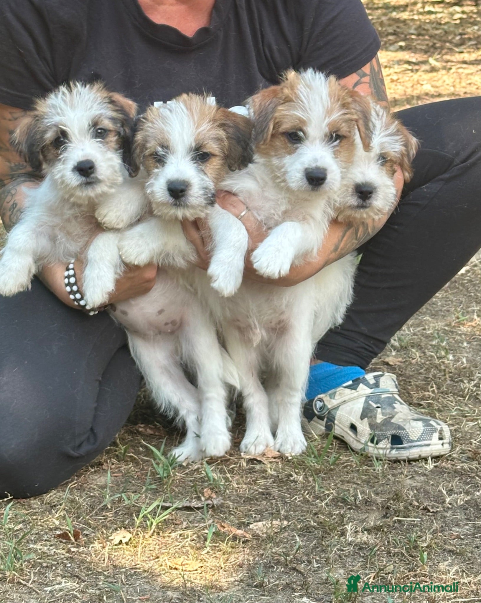 Jack Russell cani Cuccioli jack russell pelo ruvido  - Annuncio 6