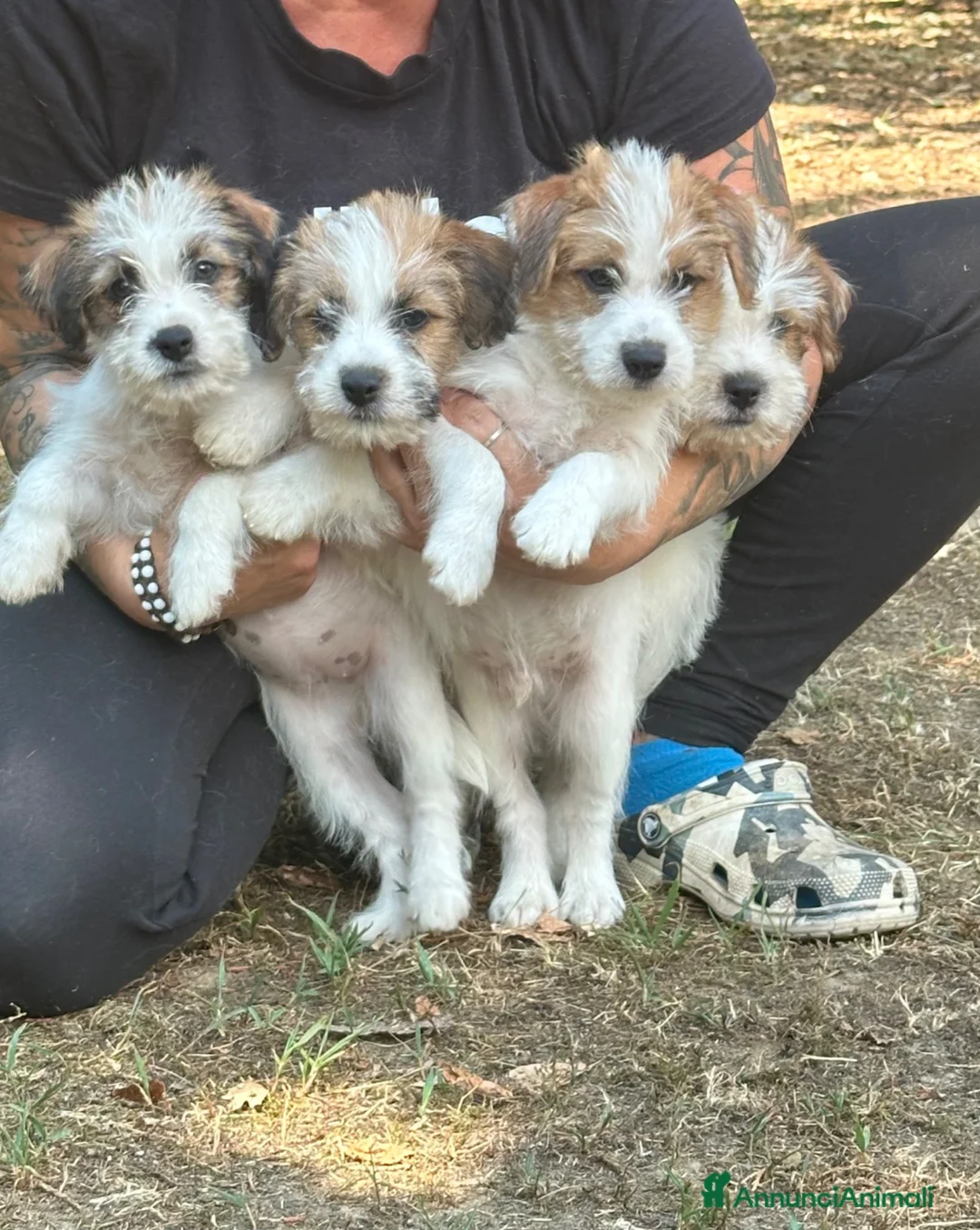 Jack Russell cani in vendita: Cuccioli jack russell pelo ruvido  - Annuncio 1