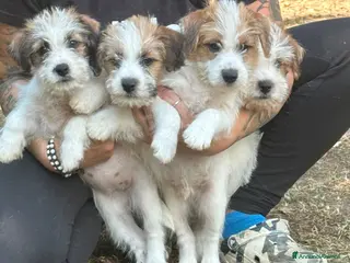 Jack Russell cani Cuccioli jack russell pelo ruvido - Annuncio 2