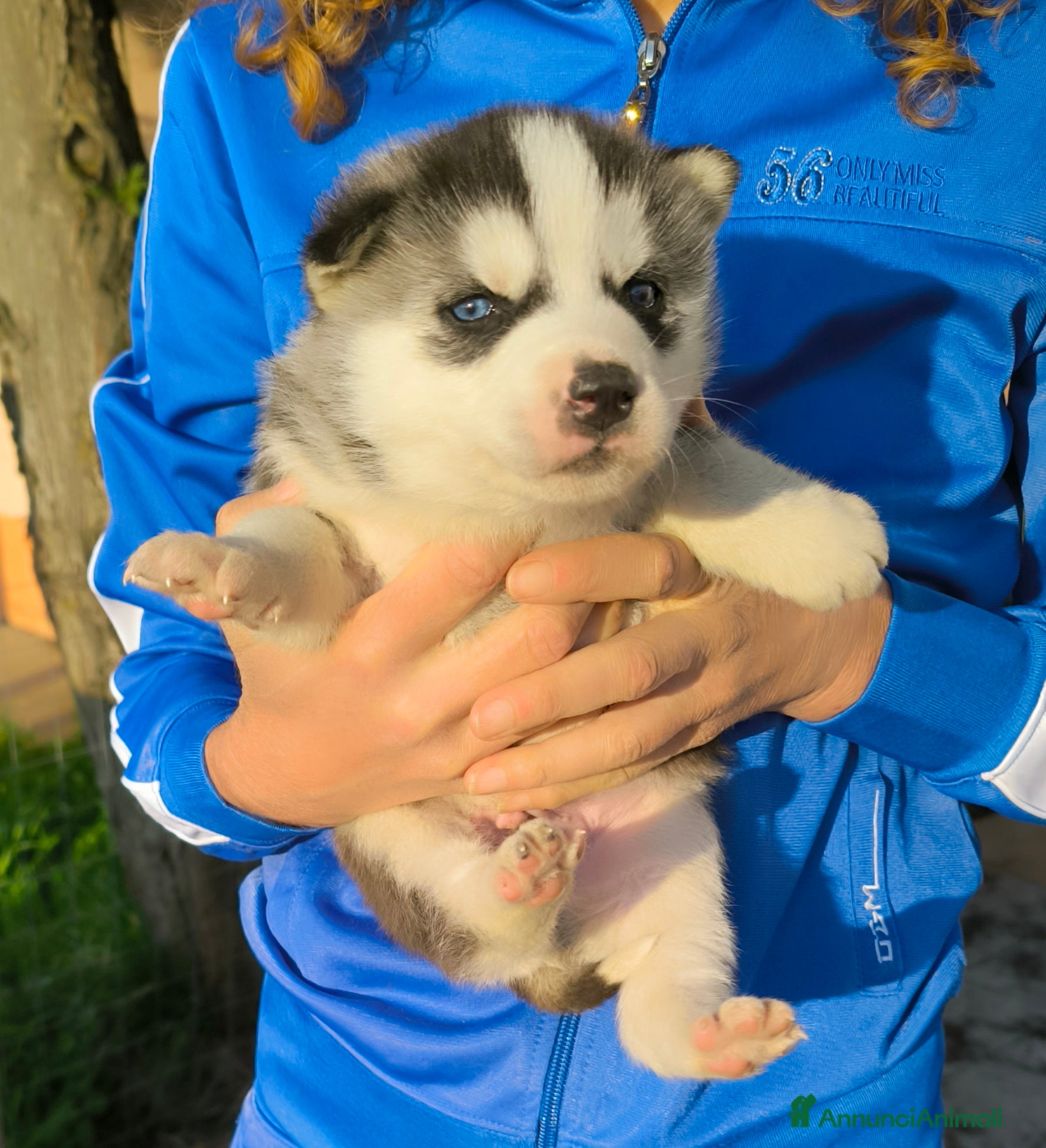 Husky cani Siberian Husky cuccioli con pedigree - Annuncio 9
