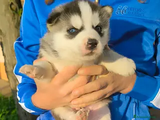 Husky cani Siberian Husky cuccioli con pedigree - Annuncio 9