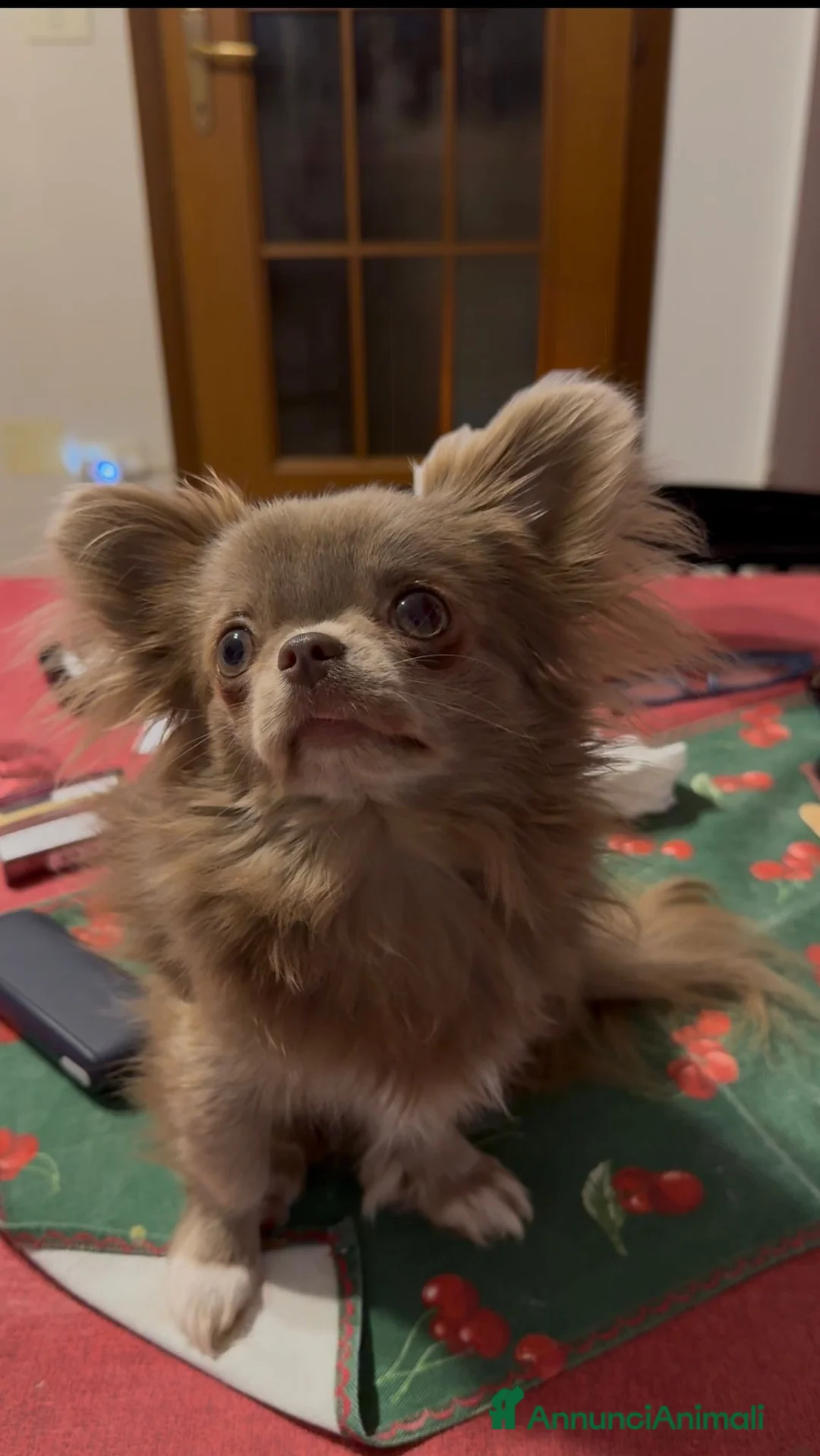 Chihuahua cani per accoppiamento: Monta Chihuha lilac  a Città Metropolitana di Torino - Annuncio 3