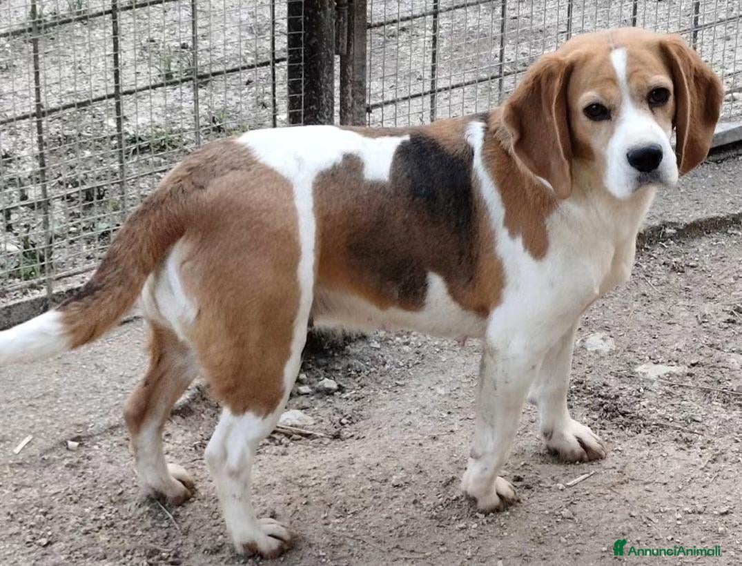 Beagle cani in vendita: Cuccioli di beagle di tre mesi - Annuncio 2