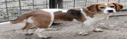 Beagle cani in vendita: Cuccioli di beagle di tre mesi - Annuncio 1
