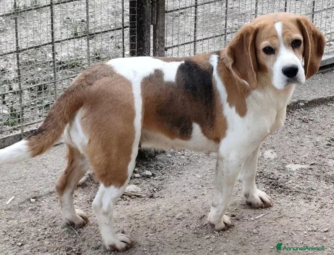 Beagle cani in vendita: Cuccioli di beagle di tre mesi - Annuncio 1