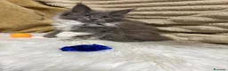 Maine Coon gatti in vendita: Cuccioli Maine Coon - Annuncio 5