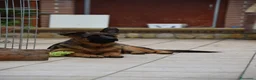 Pastore Tedesco cani in vendita: Allevamento di Terra Scura a Provincia di Salerno - Annuncio 11