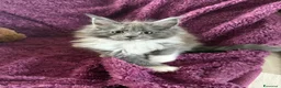 Maine Coon gatti in vendita: Cuccioli Maine coon con pedigree  - Annuncio 11