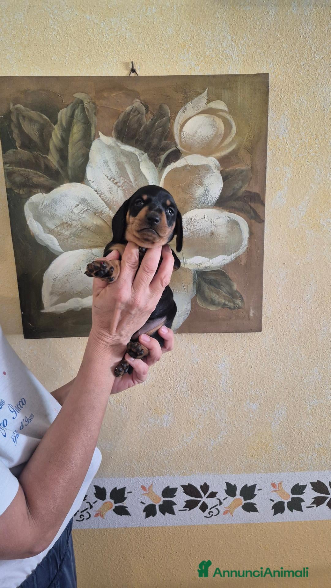 Bassotto cani Bassotti  - Annuncio 12