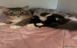 Siberiano gatti in vendita: Gattini siberiani a Provincia di Padova - Immagine 13