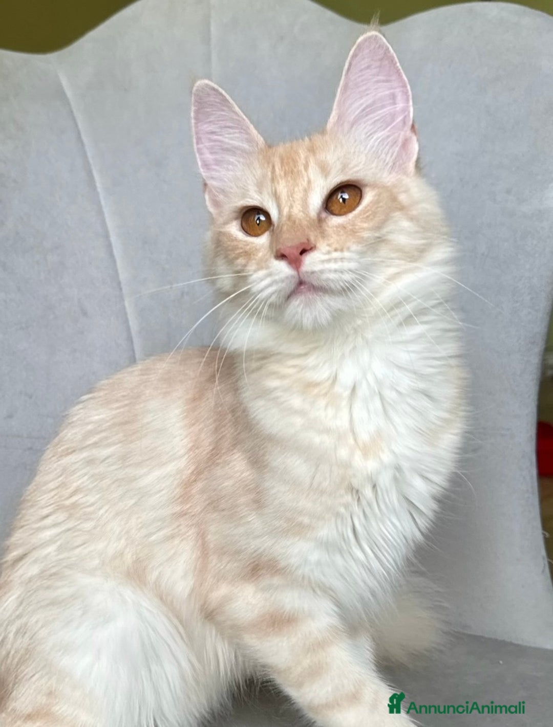 Angora turco gatti in vendita: Angora Turco, Gatto di razza  - Annuncio 6