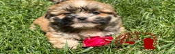 Maltipoo cani in vendita: Barboncino Maltipoo Lhasa Apso Tre Quarti di Luna - Annuncio 3