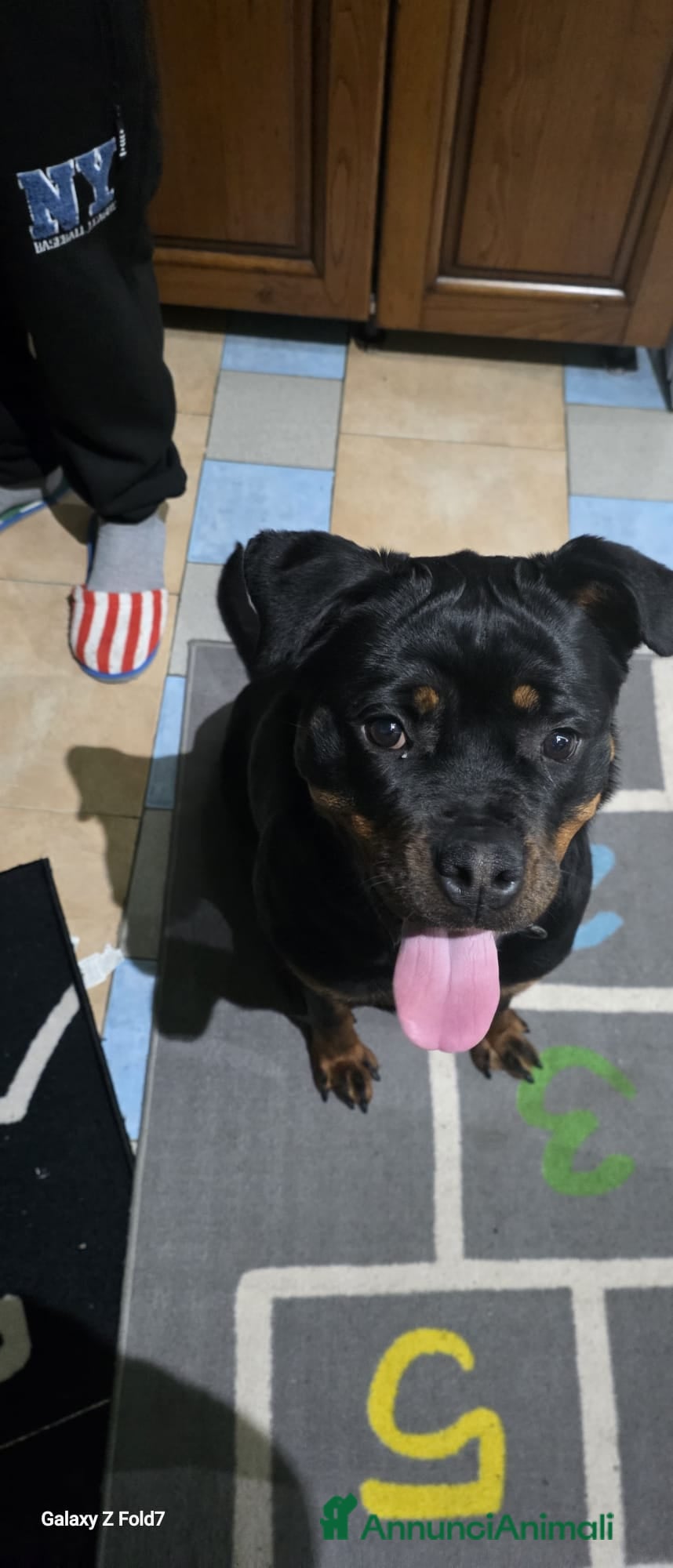 Rottweiler cani Rottweiler femmina di 1 anno - Annuncio 1