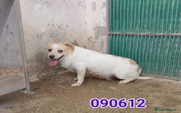 Meticcio cani in regalo: ISIDORO - Immagine 1