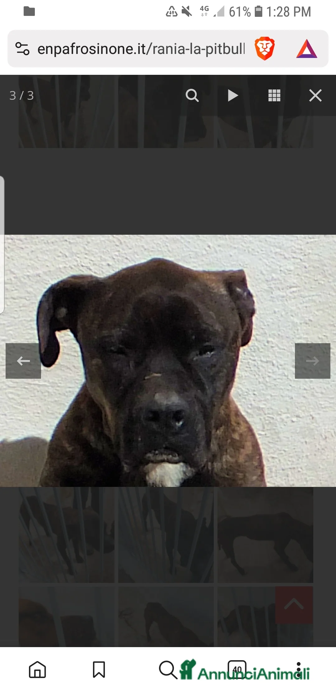 Pitbull cani in regalo: ADOZ.DEL CUORE: soffre la reclusione: sfruttata!!! - Annuncio 9