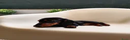 Bassotto cani in vendita: Bassotto tedesco  - Annuncio 5