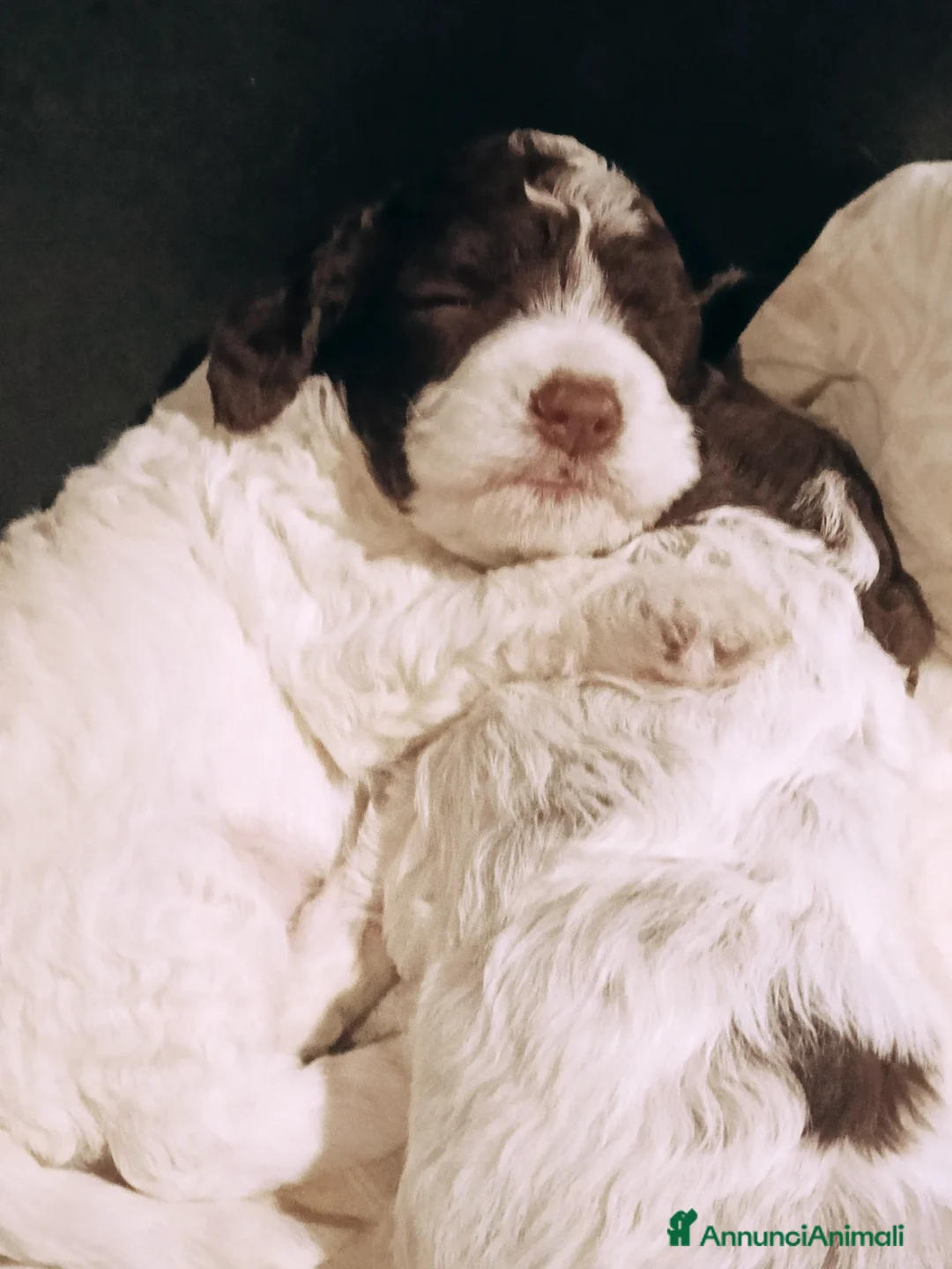 Lagotto cani in vendita: Cuccioli Lagotto Romagnolo  - Annuncio 5