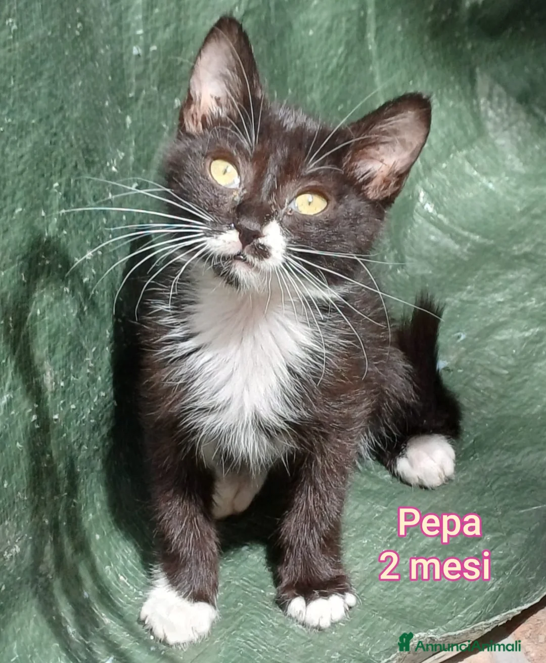 Altre razze gatti in regalo: MICINI, URGENTE! TEMPO SCADUTO  a Provincia di Arezzo - Annuncio 10