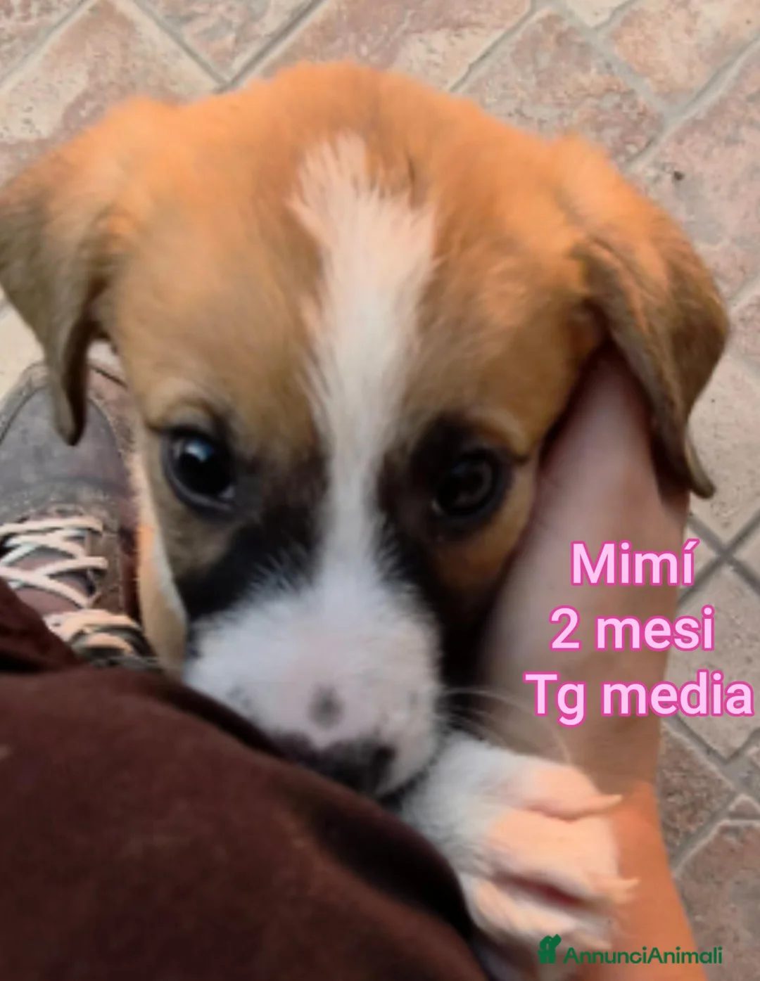 Meticcio cani in regalo: SALVA UN CUCCIOLO! a Provincia di Reggio Emilia - Annuncio 2