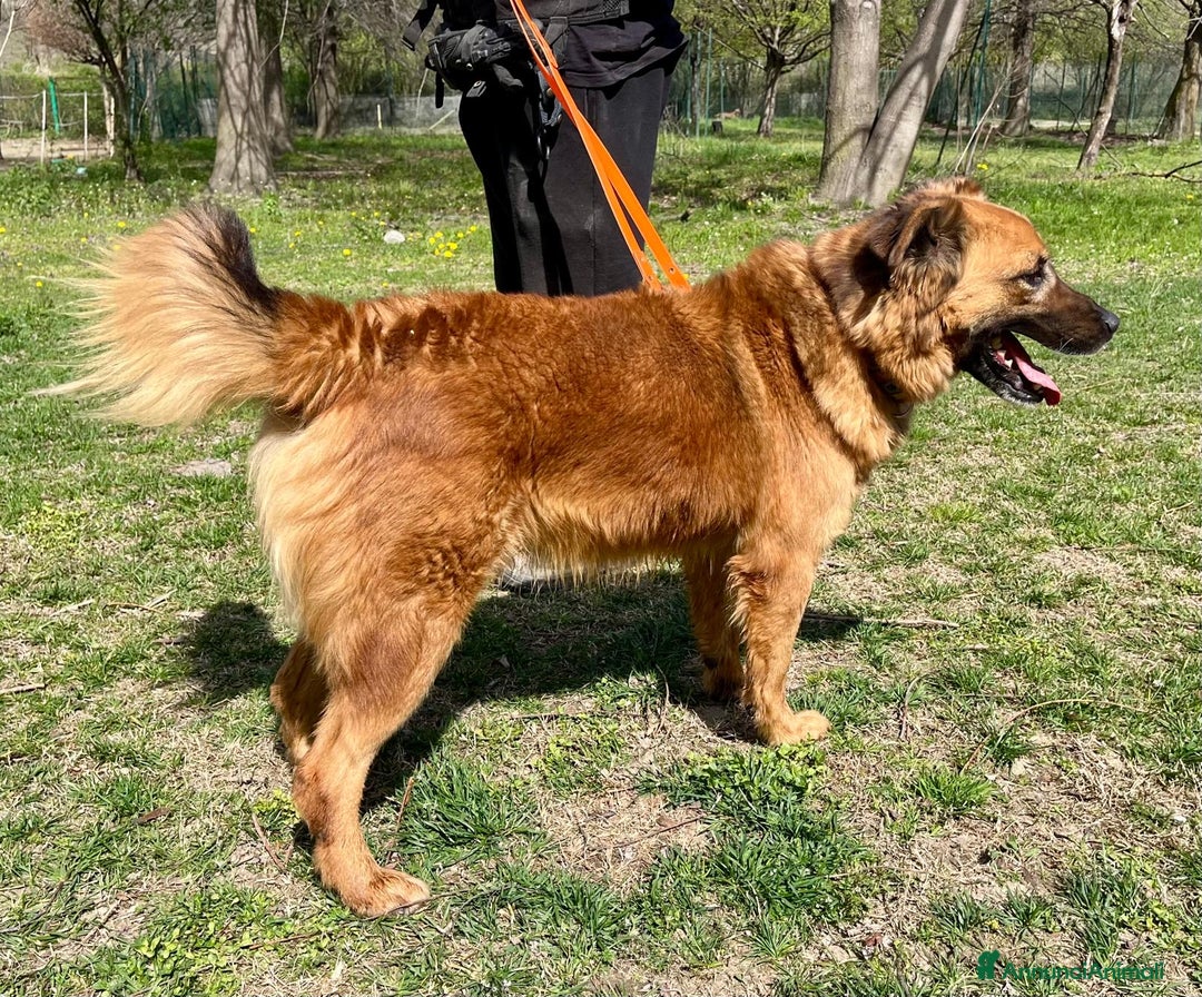 Meticcio cani in regalo: Axel cerca una famiglia  - Annuncio 13