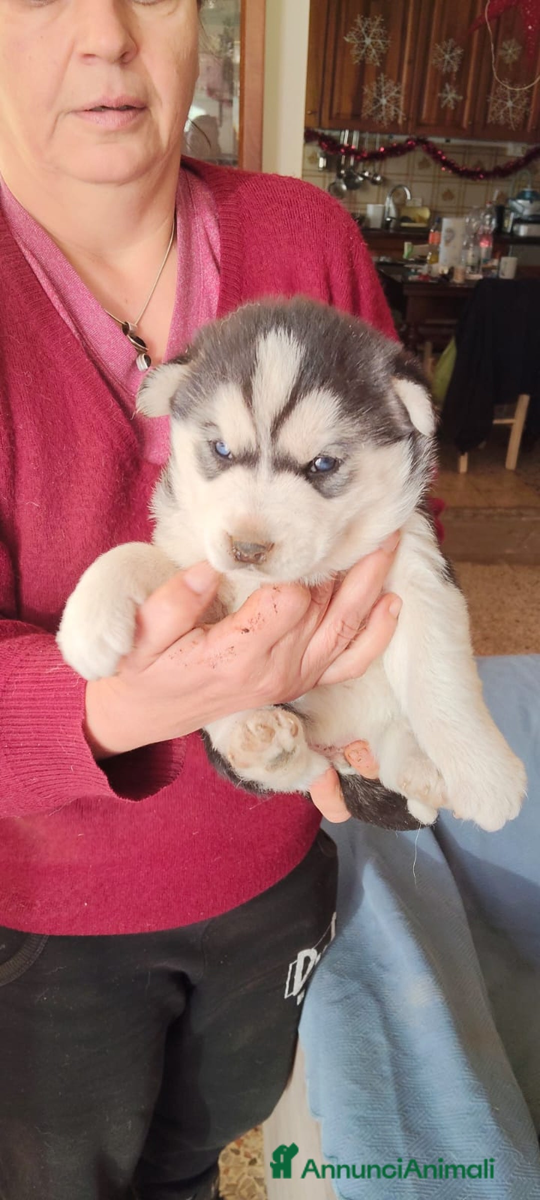 Husky cani in vendita: Vendo Cuccioli di Siberian Husky - Annuncio 3