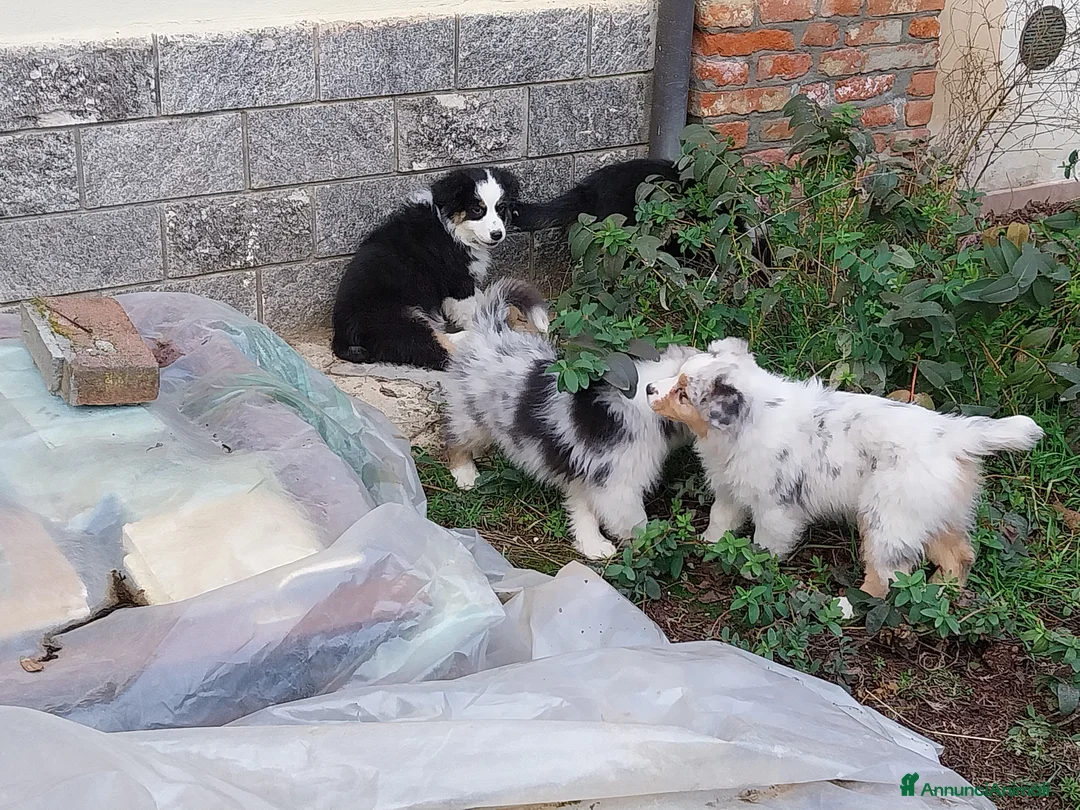 Australian Shepherd cani in vendita: Cuccioli australian shepard  a Provincia di Pavia - Annuncio 6