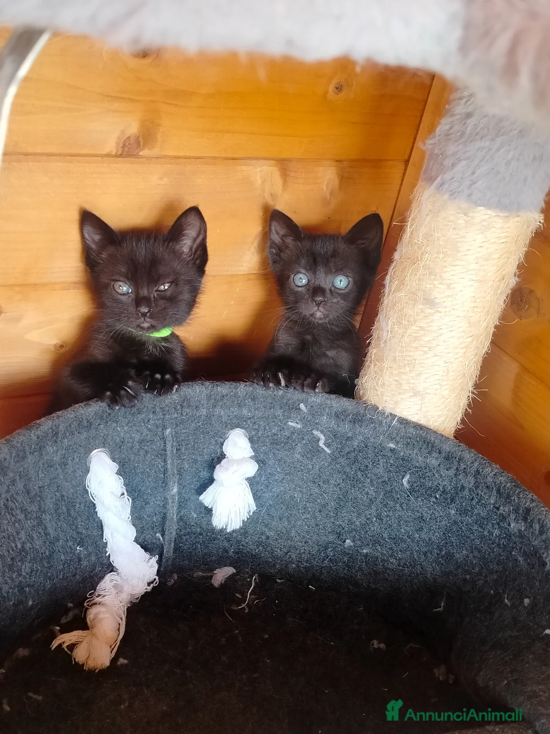 Meticcio gatti in vendita: Gattine - Annuncio 3