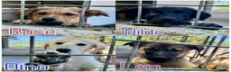Meticcio cani in regalo: Dino  a Provincia di Parma - Annuncio 2