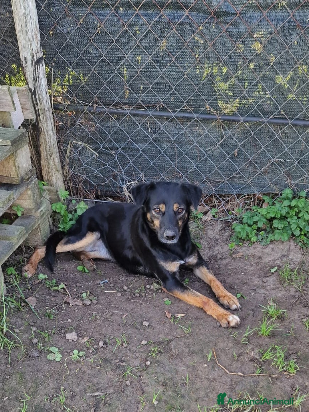 Meticcio cani in regalo: Tac, giovanissima, piccola e dolce - Annuncio 11