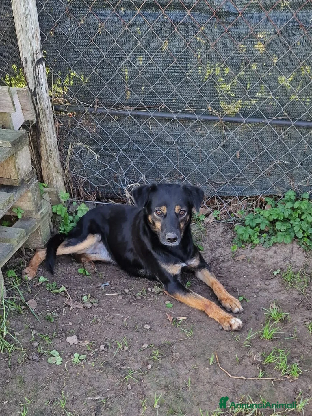 Meticcio cani in regalo: Tac, giovanissima, piccola e dolce - Annuncio 11