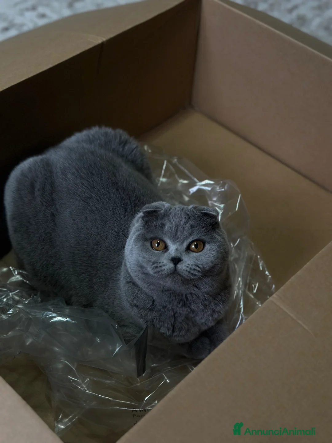 Scottish gatti in vendita: Cuccioli Scottish Straight & Scottish Fold - Annuncio 1