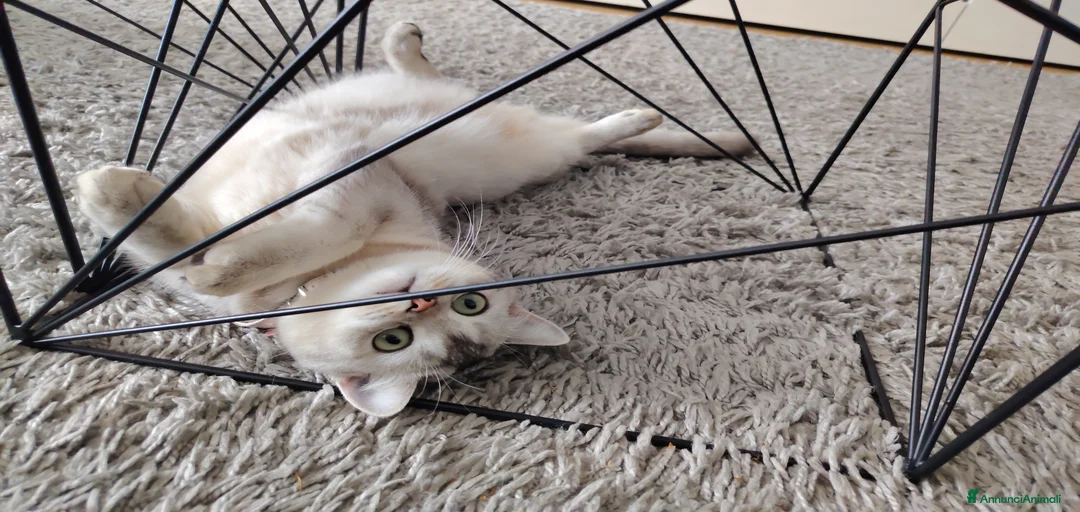 Immagine della galleria {{count}}