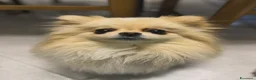 Spitz cani in vendita: Cuccioli di volpino di Pomerania con pedigree  - Annuncio 2