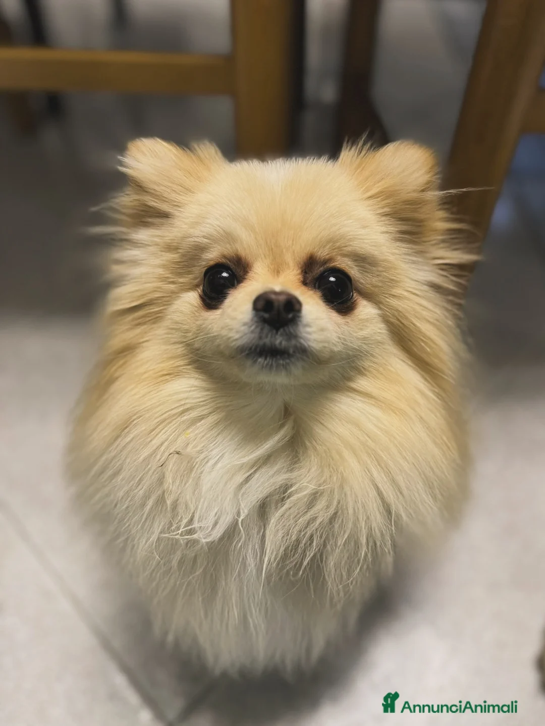 Spitz cani in vendita: Cuccioli di volpino di Pomerania con pedigree  - Annuncio 2
