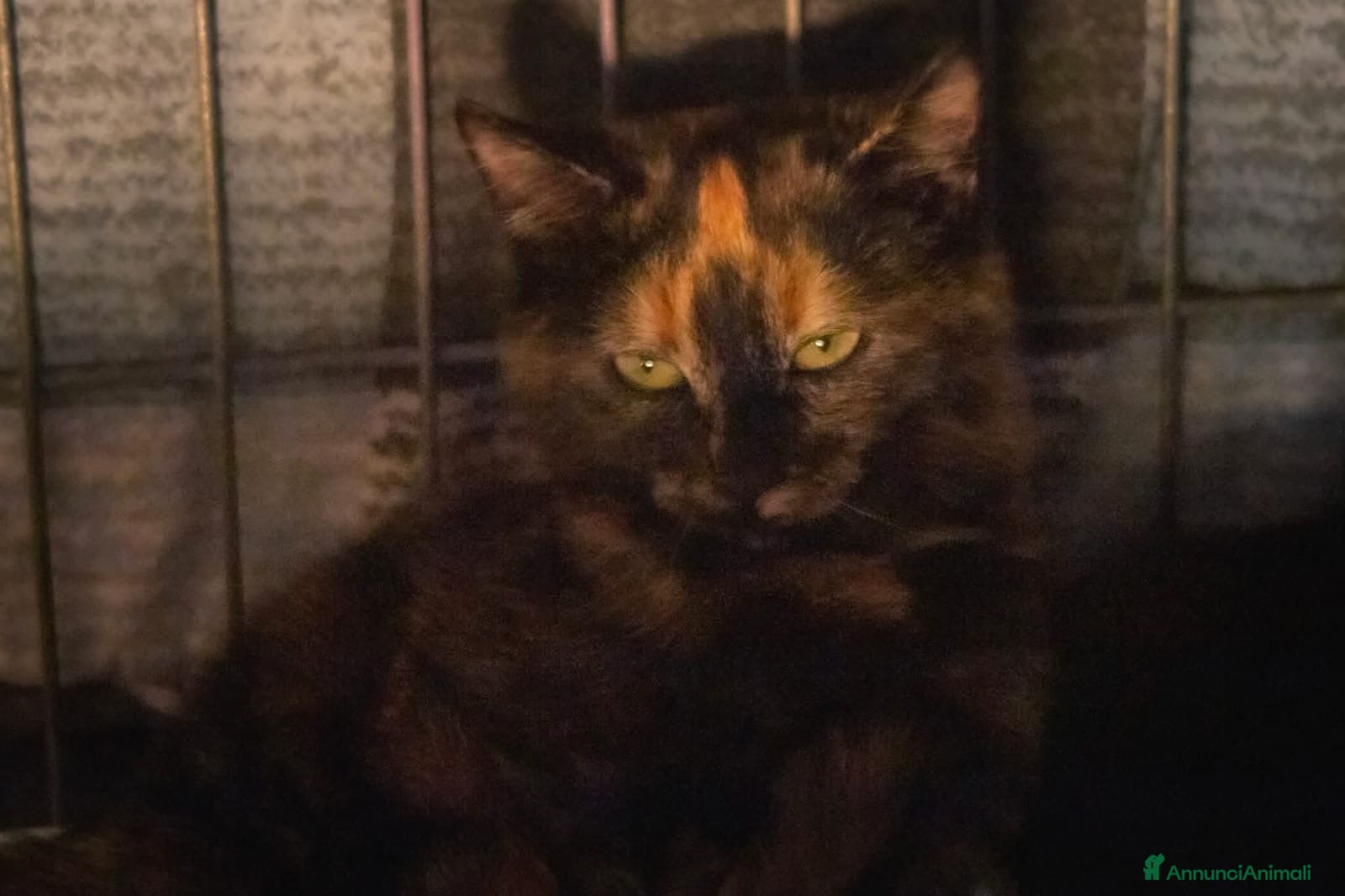 Europeo gatti gatta 3 mesi cerca casa❤️ - Annuncio 12