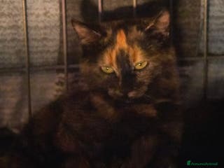 Europeo gatti gatta 3 mesi cerca casa❤️ - Annuncio 6