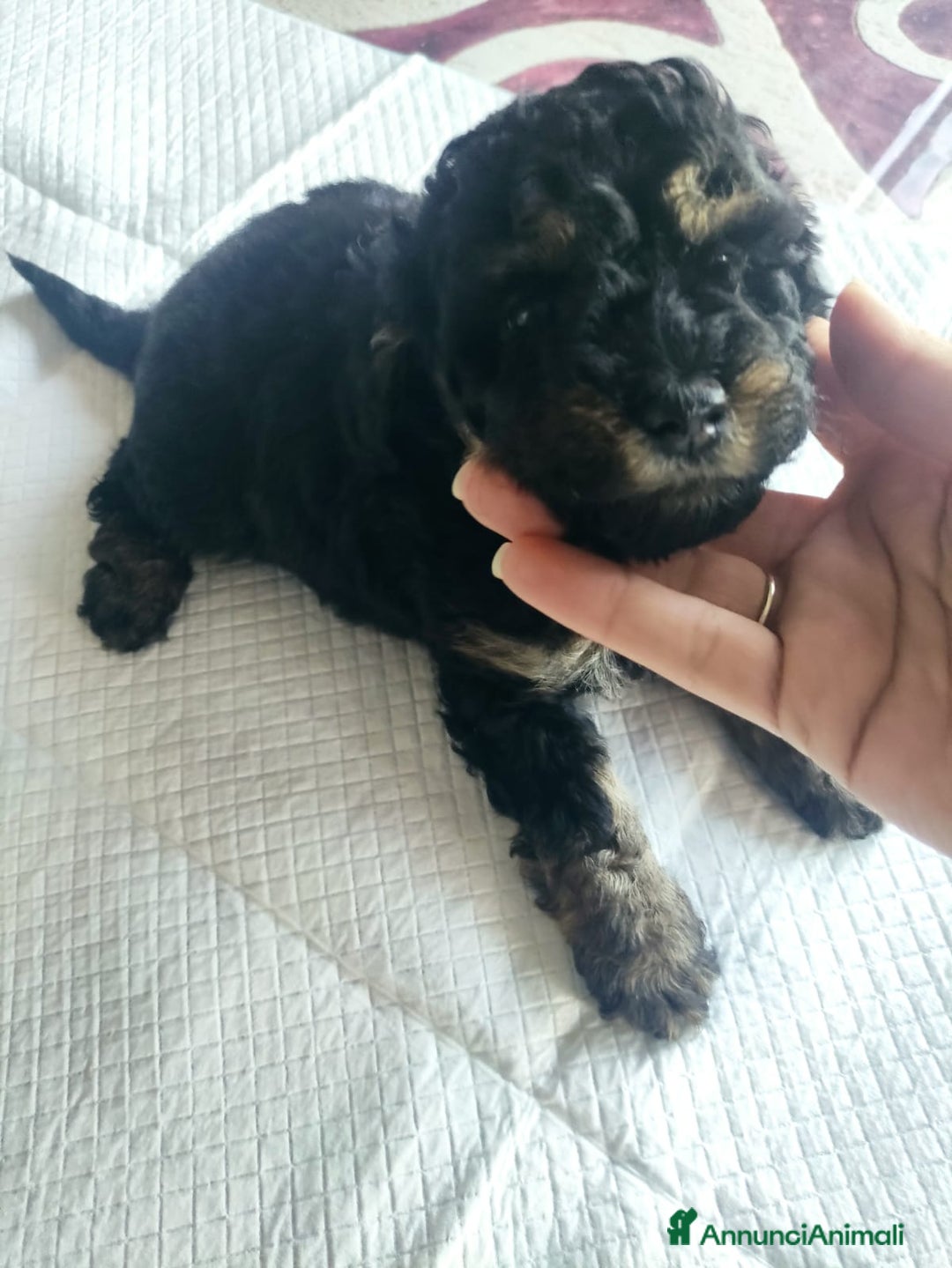 Barboncino Toy cani in vendita: Barboncino Toy Phantom  - Annuncio 3