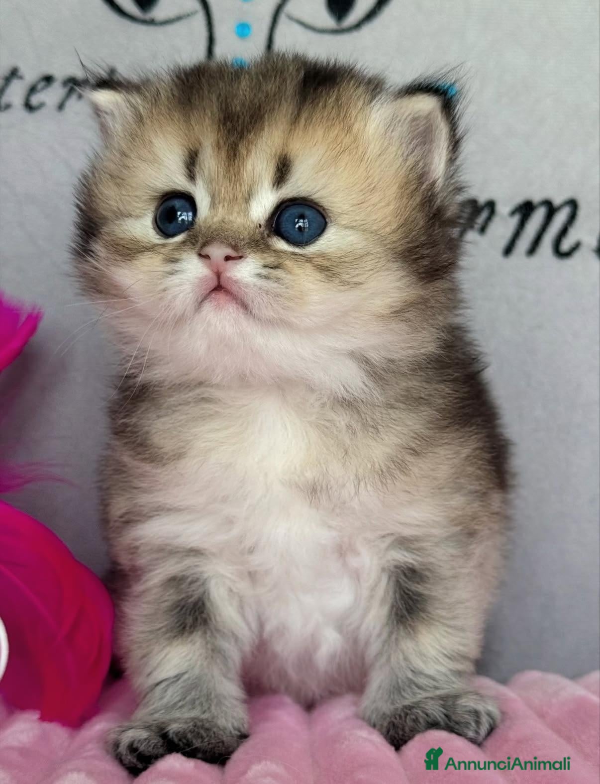 British gatti Bellissimi cuccioli di british shorthair  - Annuncio 1