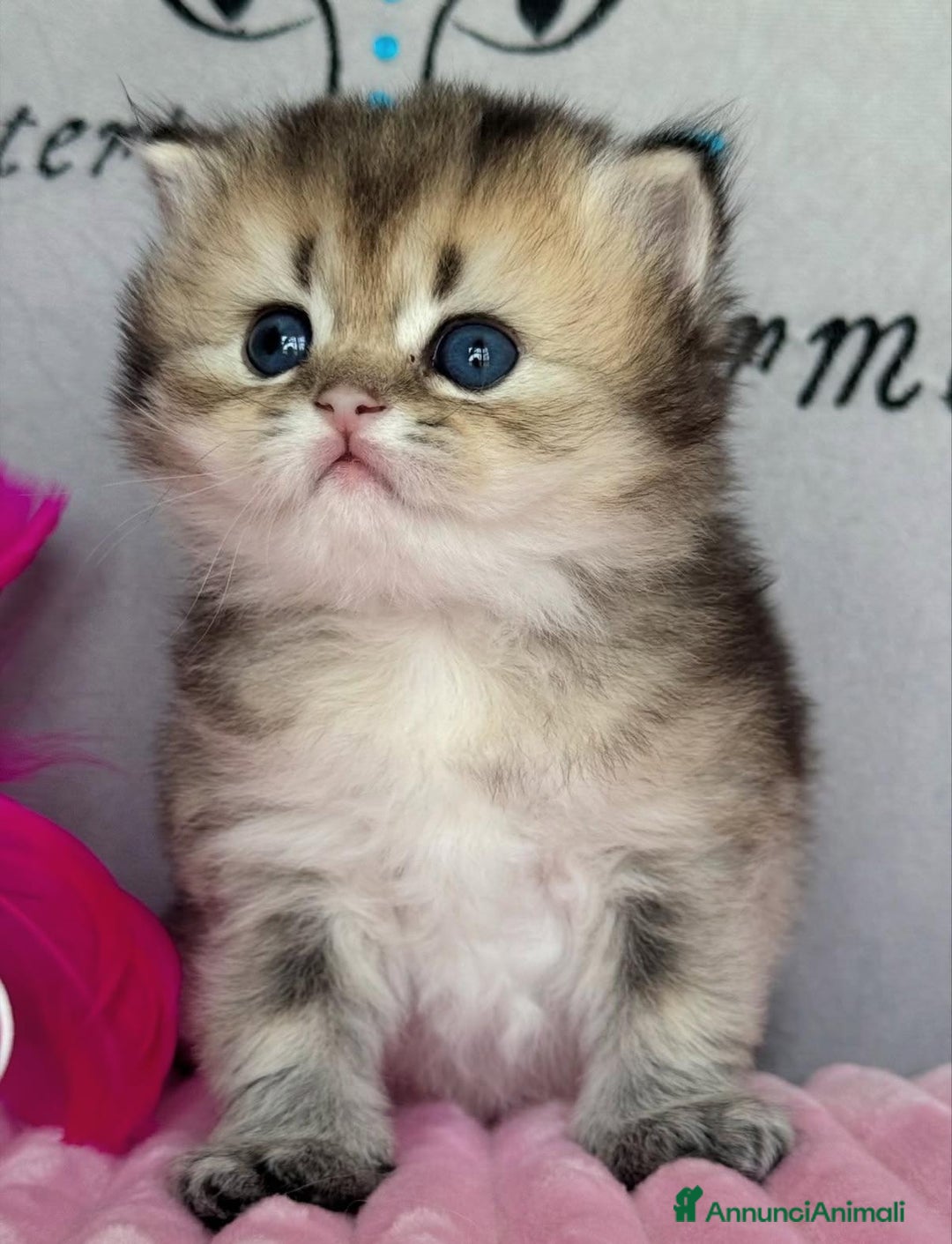 British gatti in vendita: Bellissimi cuccioli di british shorthair  - Annuncio 1