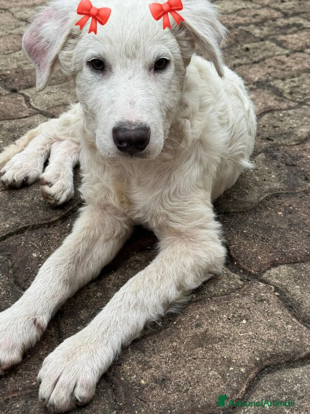 Meticcio cani in regalo: ADOZ.DEL💔: ha solo 6 mesi! Rischia canile! - Annuncio 1