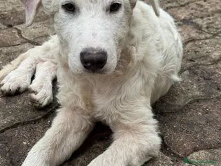 Meticcio cani ADOZ.DEL💔: ha solo 6 mesi! Rischia canile! - Annuncio 20