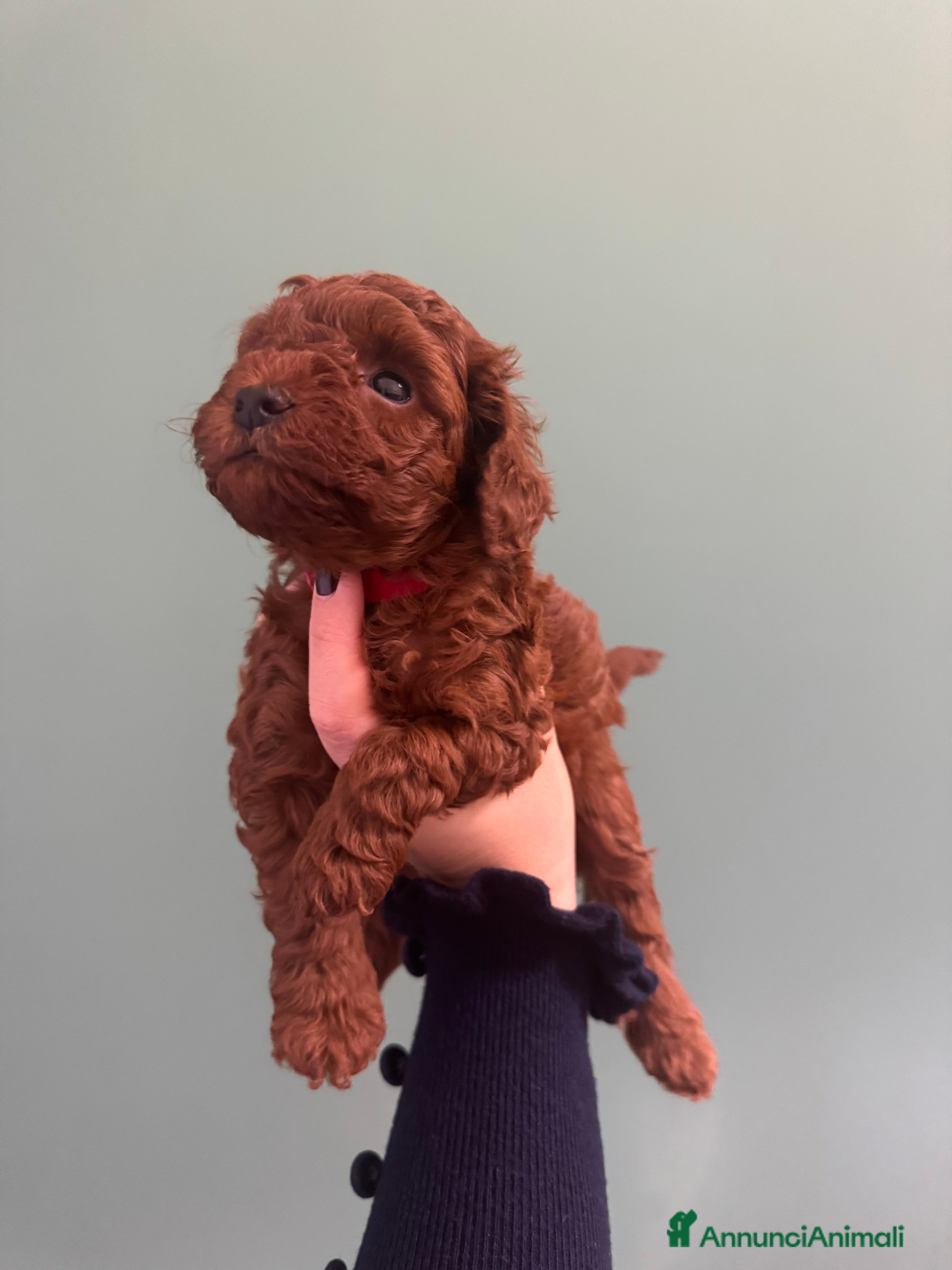 Barboncino Toy cani Barboncini toy red  - Annuncio 16