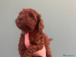 Barboncino Toy cani Barboncini toy red - Annuncio 4