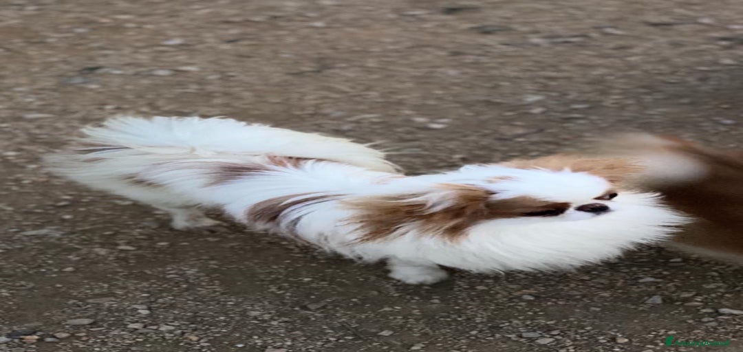 Immagine della galleria {{count}}