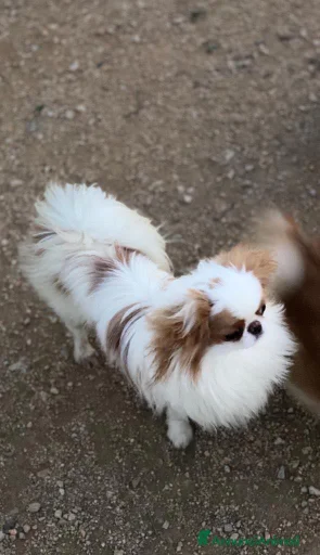 Immagine della galleria {{count}}