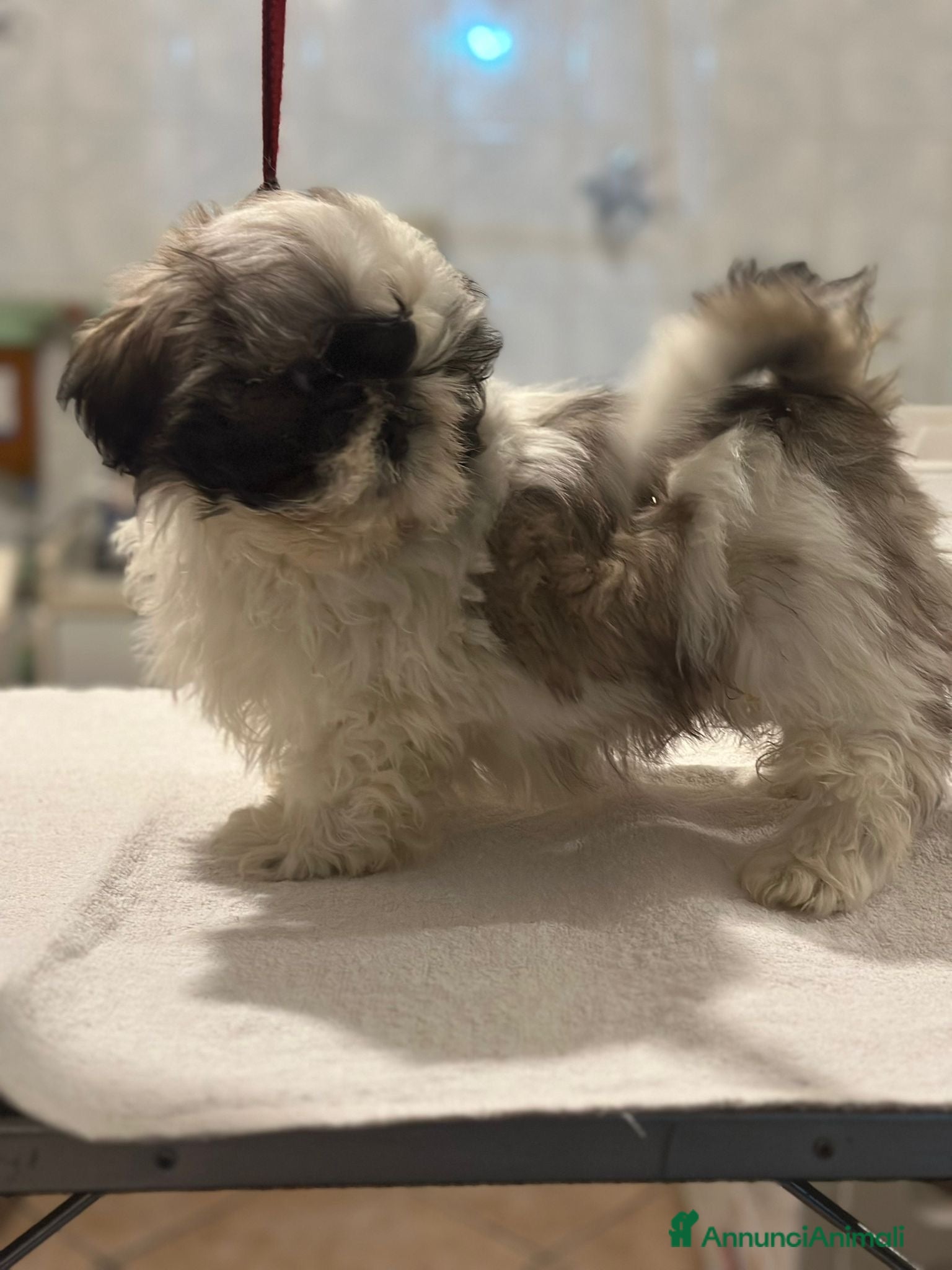 Shih Tzu cani Shihtzu  - Annuncio 6
