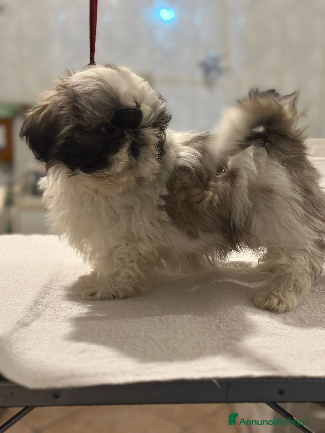 Shih Tzu cani in vendita: Shihtzu  - Annuncio 1